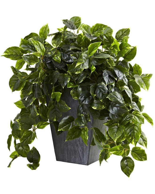 Hanging Pothos