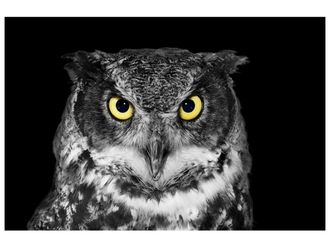 Schubiger M&ouml;bel Digitaldruck auf Acrylglas Eule