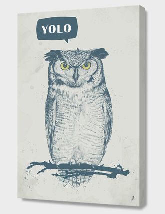 Curioos Yolo