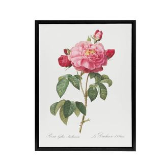 Artery8 French Rose Botanical Redoute Vintage Black Framed Canvas Wall Art in White | Size: W24 x H32
