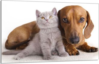 OEM Protector De Cristal Para Estufa 80x52 Animales