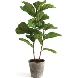 Napa Home & Garden Fiddle Leaf Fig Potted 43 in Green at Nordstrom