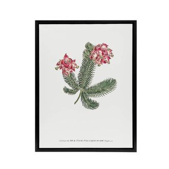 Artery8 Francis Sansom Erica Glauca Elegans Flower Bloom Framed Canvas Art in White | Size: W24 x H32