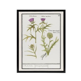 Artery8 Thistle & Artichoke Flowers de Boodt Framed Canvas Wall Art Print in White | Size: W24 x H32