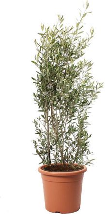 Kentis Olea Europaea - h 125-150 cm Vaso da Coltura &oslash; 30 cm