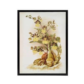 Artery8 Frederick Sander Oncidium Tigrinum Orchid Flowers Framed Canvas Art | Size: W24 x H32