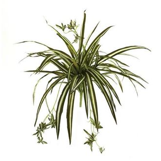 Nearly Natural 23-in Spider Plant Bush in Green at Nordstrom
