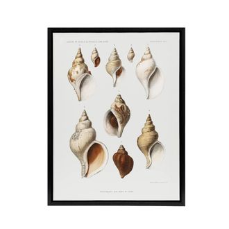 Artery8 Molluscs of the Northern Seas Albert I Framed Canvas Wall Art Print in White | Size: W24 x H32