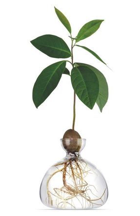 Ilex Studio Avocado Vase in Clear at Nordstrom