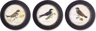 Melrose International Wood Framed Encyclopedia Bird Print (Set of 3) - Black
