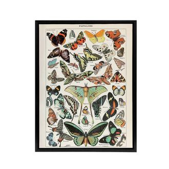 Artery8 Millot Encyclopedia Butterflies Papillons Framed Canvas Wall Art Print | Size: W24 x H32