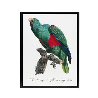 Artery8 Eclectus Roratus Parrot Francois Levaillant Framed Canvas Wall Art in White | Size: W24 x H32