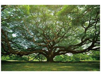Schubiger M&ouml;bel Digitaldruck auf Glas Gigantischer Baum