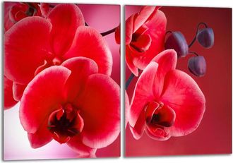 OEM Placa Protectora De Vidrio Para La Estufa 2x40x52 Orchidea