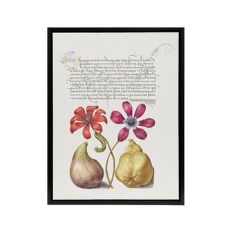 Artery8 Poppy Anemone Fig & Quince Calligraphy Framed Canvas Wall Art Print in White | Size: W24 x H32
