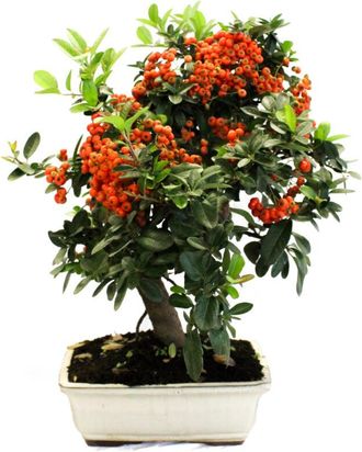 Kentis Bonsai Pyracantha - Bonsai Agazzino - H 35-40 cm Vaso &Oslash; 20 cm