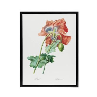 Artery8 Poppy Flower Botanical Redoute Vintage Black Framed Canvas Wall Art in White | Size: W24 x H32