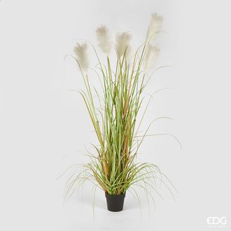 Schubiger M&ouml;bel Kunstpflanze Pampasgrass Creme D: 183 cm