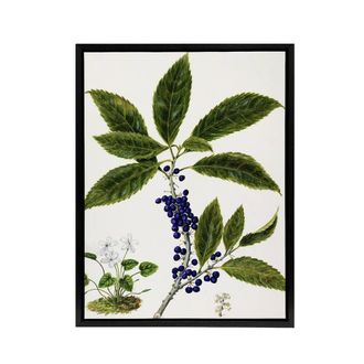 Artery8 New Zealand Mahoe Whiteywood Plant Featon Framed Canvas Wall Art Print in Beige | Size: W24 x H32