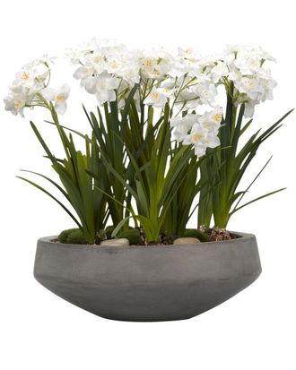 D&W Silks Paper White Bulbs in Concrete Bowl