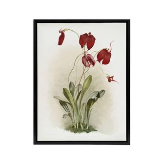 Artery8 F Sander Masdevallia Harryana Splendens Orchid Framed Canvas Art Print | Size: W24 x H32