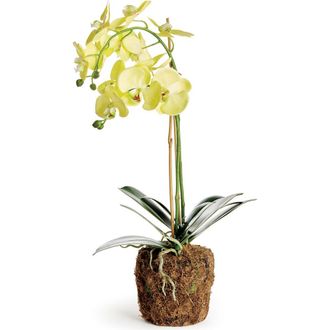 Napa Home & Garden Phalaenopsis Orchid Artificial Plant Drop-In in Yellow at Nordstrom