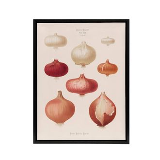 Artery8 Onions Vintage Kitchen Ernst Benary Framed Canvas Wall Art Print in White | Size: W24 x H32