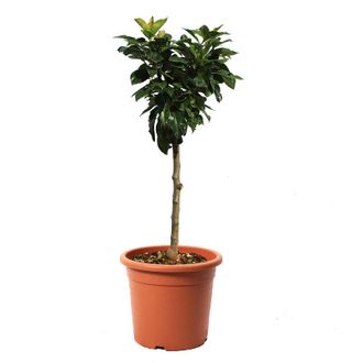 Kentis Kentis - Pianta di Pero Nano - Pyrus Communis - Alberello da Frutto - Vaso &oslash; 24 cm