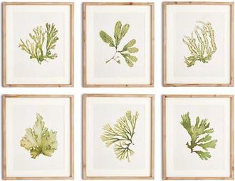 Napa Home & Garden Kelp Prints, Set Of 6 in Green at Nordstrom, Size Medium