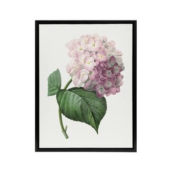Artery8 Hydrangea Botanical Illustration Redoute Framed Canvas Wall Art in White | Size: W24 x H32