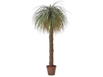 Schubiger M&ouml;bel Kunstpflanzen Beaucarnea H: 190 cm