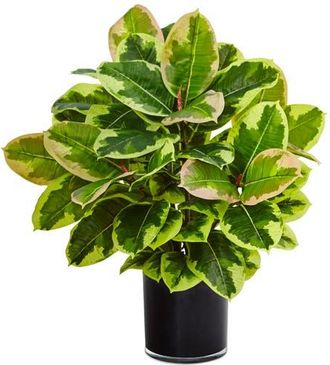 Nearly Natural Artificial Rubber Plant in Glossy Cylinder in Green at Nordstrom