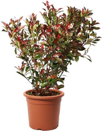 Kentis Kentis - Photinia Fraseri Robusta Compacta a Sfera - Piante Vere da Esterno Resistenti - Pianta Ornamentale per Giardino - h 70-80 cm Vaso &oslash; 30 cm