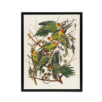 Artery8 Carolina Parakeet Parrot Audubon Nature Black Framed Canvas Wall Art in White | Size: W24 x H32