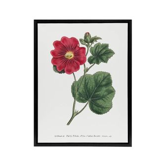 Artery8 Francis Sansom Alcea Rosea Vintage Illustration Framed Canvas Art in White | Size: W24 x H32