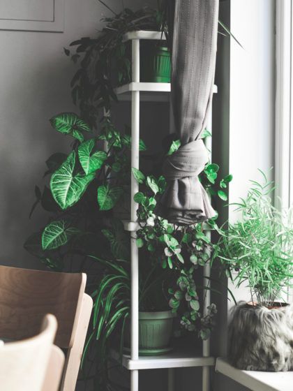 Zum Überwintern kommen sie alle rein ins Warme! So stylish waren deine Zimmerpflanzen noch nie!