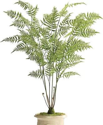 Frontgate Outdoor 6 ft. Fern Tree - Frontgate