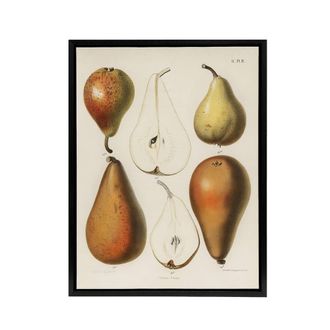 Artery8 Fresh Pears Halved Fruit Berghuis Vintage Black Framed Canvas Wall Art in White | Size: W24 x H32
