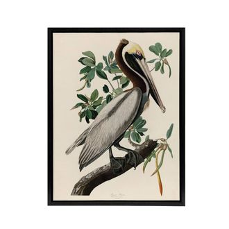 Artery8 Audubon Birds Of America Pelican Framed Canvas Wall Art Print | Size: W24 x H32