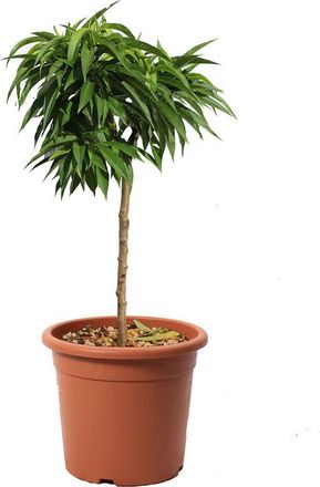 Kentis Kentis - Prunus Persica - Pesco Nano - Pianta da Frutto da Giardino - Vaso &oslash; 24 cm