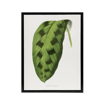 Artery8 AF Lydon Benjamin Fawcett Maranta Pardina Leaf Framed Canvas Art Print in White | Size: W24 x H32