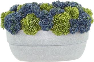 Creative Displays Inc. Assorted Sedum In Ceramic Pot