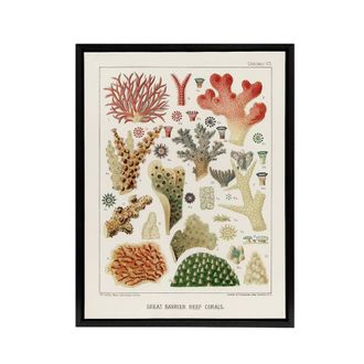 Artery8 Great Barrier Reef of Australia Corals Kent Framed Canvas Wall Art in White | Size: W24 x H32