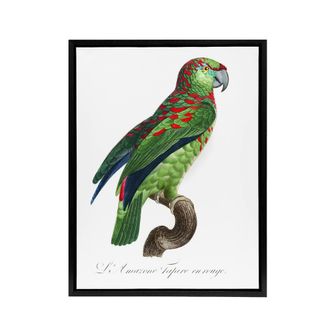 Artery8 The Blue Fronted Amazon Parrot Levaillant Framed Canvas Wall Art Print in White | Size: W24 x H32