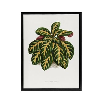 Artery8 Lydon & Fawcett Eranthemum Igneum Golden Vein Plant Framed Canvas Art in White | Size: W24 x H32