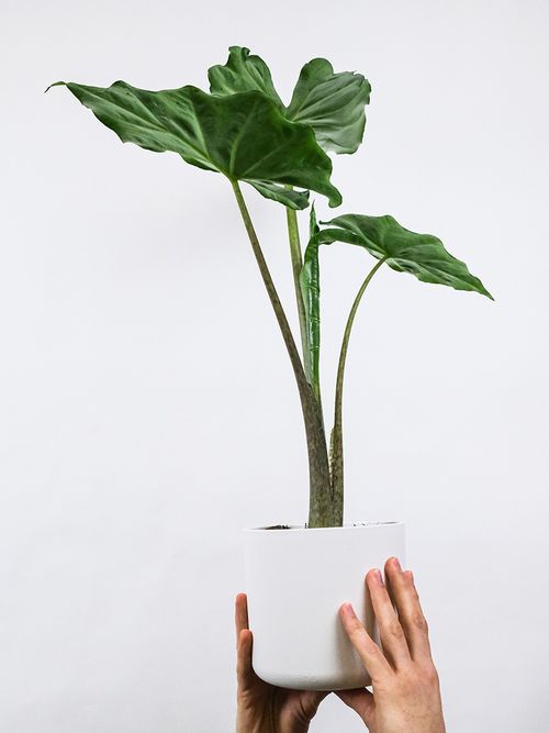 Hände halten eine Alocasia Macrorrhiza.