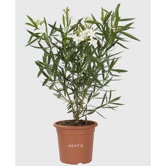 Kentis Nerium Oleander Bianco - Pianta Vera da Esterno - h 125-150 cm Vaso &oslash; 30 cm