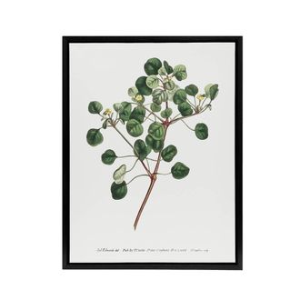 Artery8 Francis Sansom Manchineel Berry Flowering Plant Framed Canvas Art in White | Size: W24 x H32
