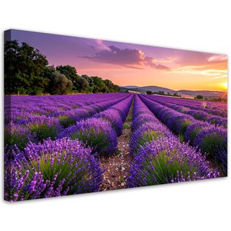 Feeby Cuadro Sobre Lienzo, Campo De Lavanda Atardecer, 120x60