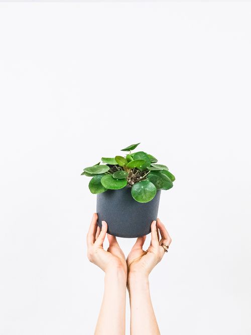 Zwei Frauenhände halten eine Pilea Peperomioides.